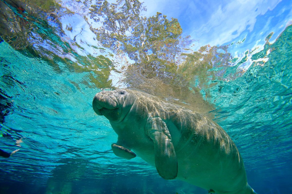A majestic West Indian manatee swimming gracefully beneath the surface in clear, sunlit Florida waters, highlighting the incredible marine life tours accessible from Escape to Marco vacation homes.