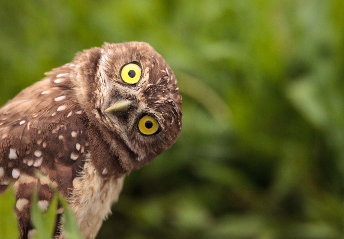 An adorable close-up of a native burrowing owl tilting its head curiously against a lush green background, a unique wildlife encounter for guests exploring near Escape to Marco vacation rentals in Florida.