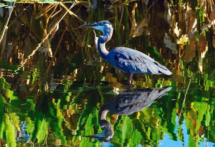 Tricolored Heron in the water
