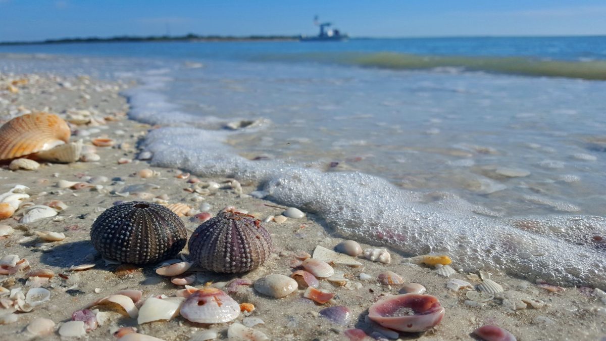 A close-up view of intricate seashells and sea urchin tests resting on the sand as gentle waves wash ashore on a Marco Island beach, a perfect shelling spot for Clausen Properties Rentals guests.