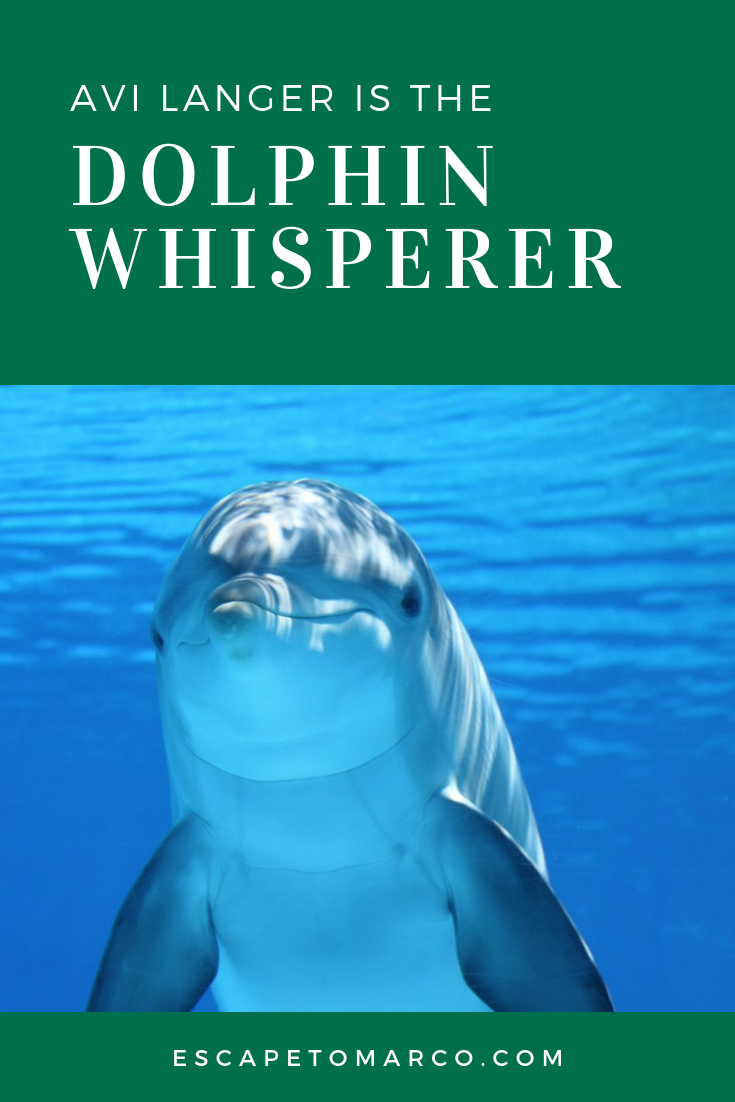 Avi Langer is the Dolphin Whisperer of Florida