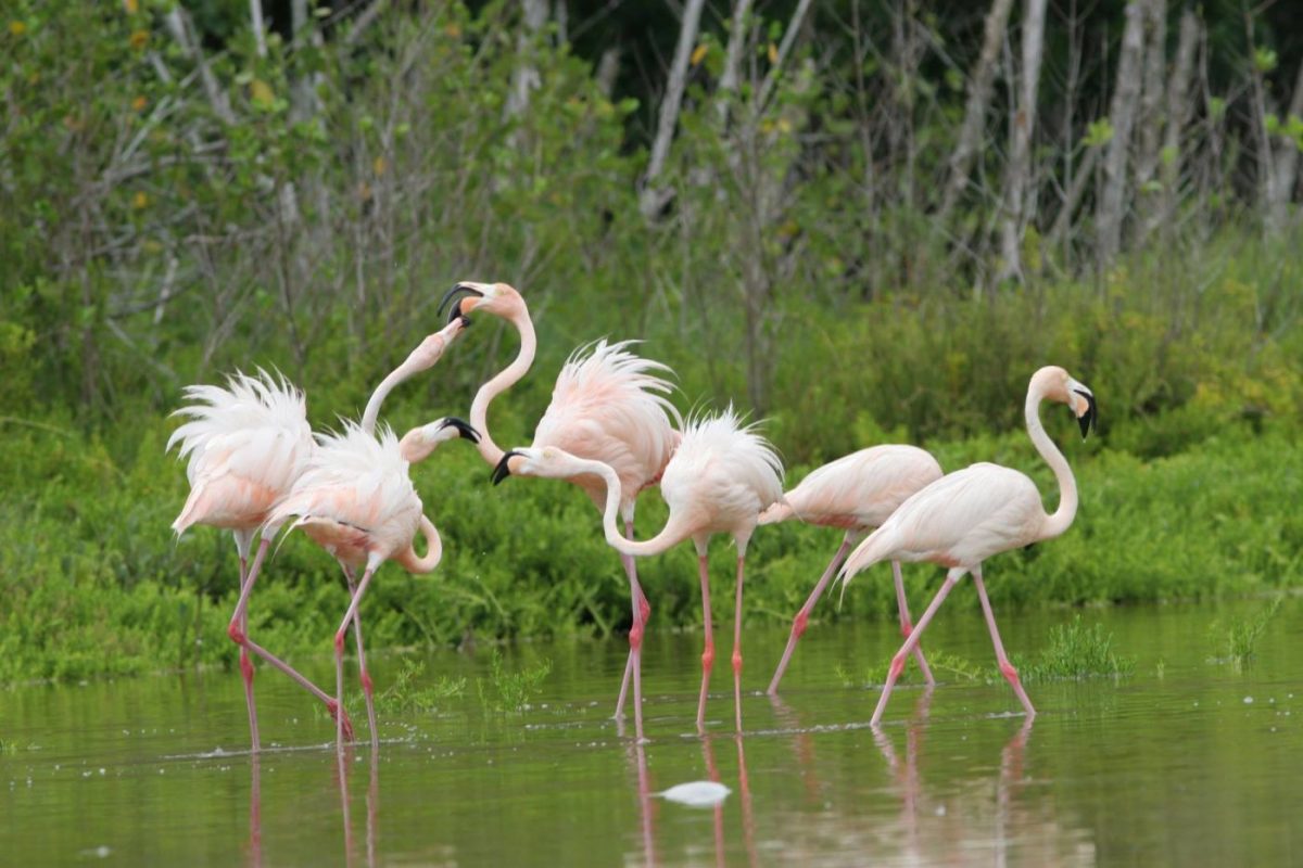 Flamingos in the Everglades National Park