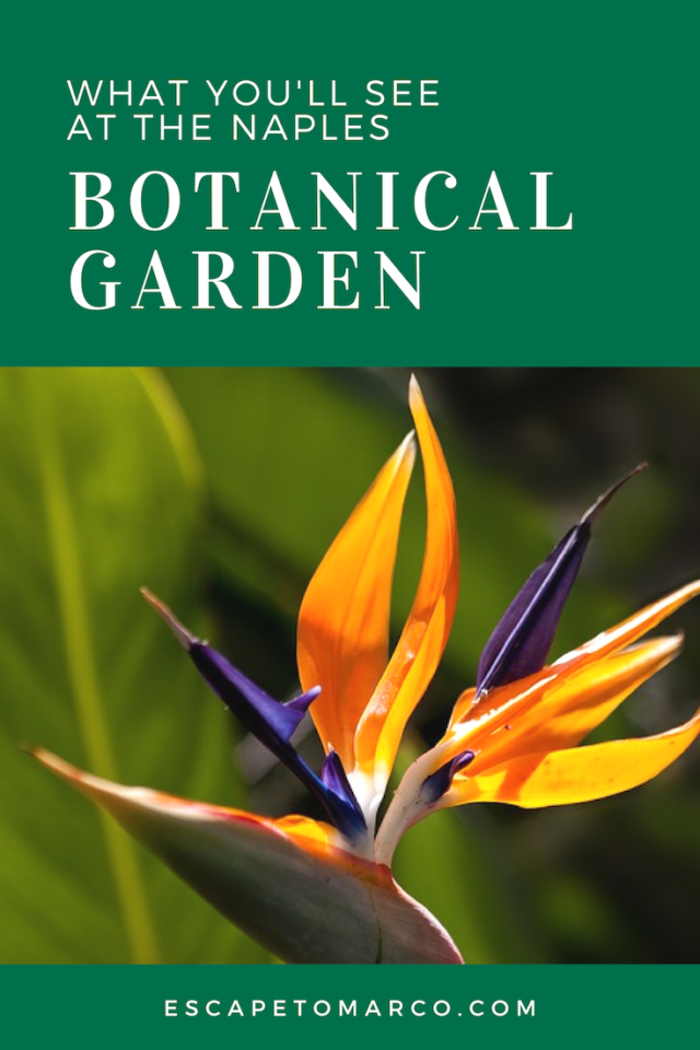 The Naples Botanical Garden showcases the fascinating and alluring world of subtropical plants. It is a beautiful place to walk and enjoy the gorgeous scenery, but it is also an important conservation center and education program for kids.