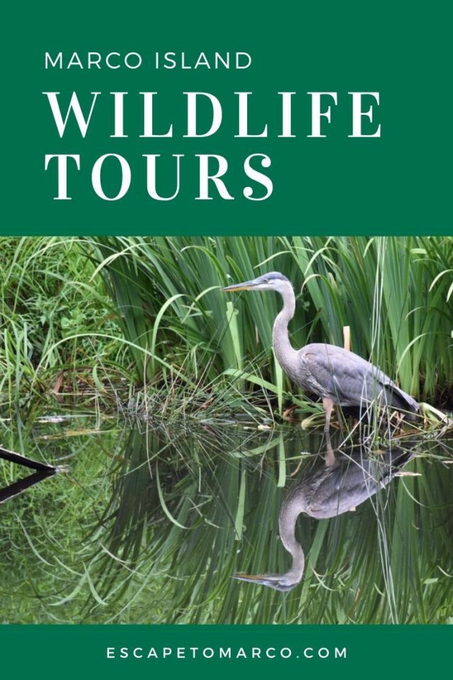 wildlife tours