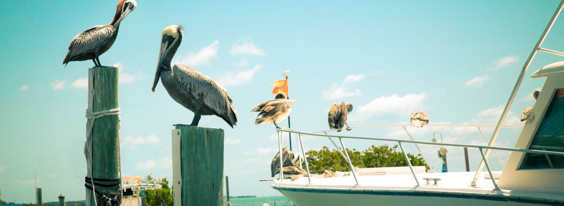 birds on fishing doc on marco island